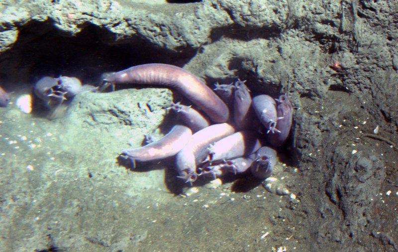 Морская минога (Petromyzon Marinus)