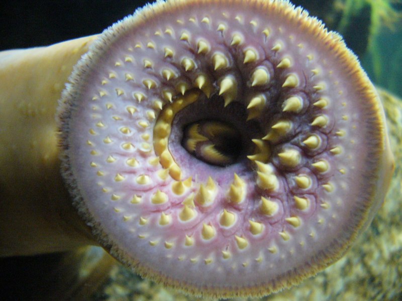 Морская минога