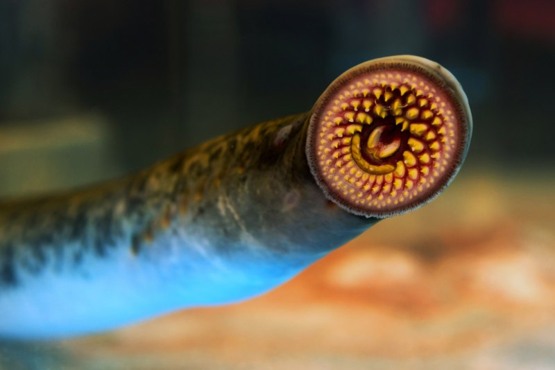 Речная минога Lampetra fluviatilis