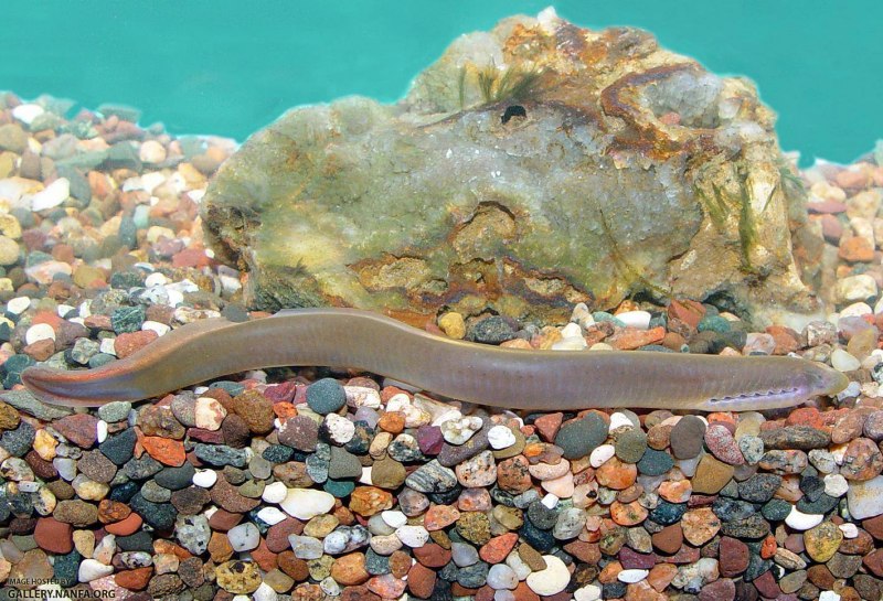 Пиявкоротые миксины Eptatretus, Bdellostoma