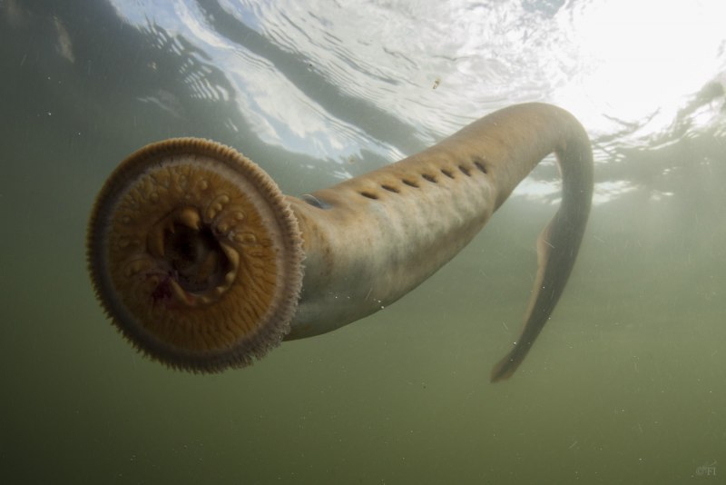 Морская минога (Petromyzon Marinus)