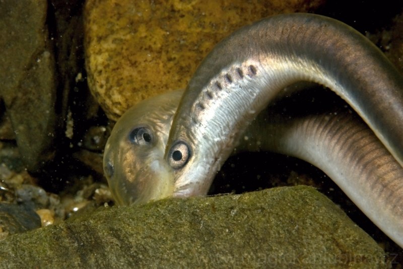 Lampetra planeri