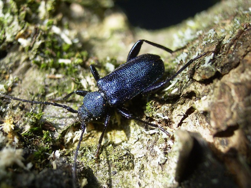 Жук Callidium violaceum