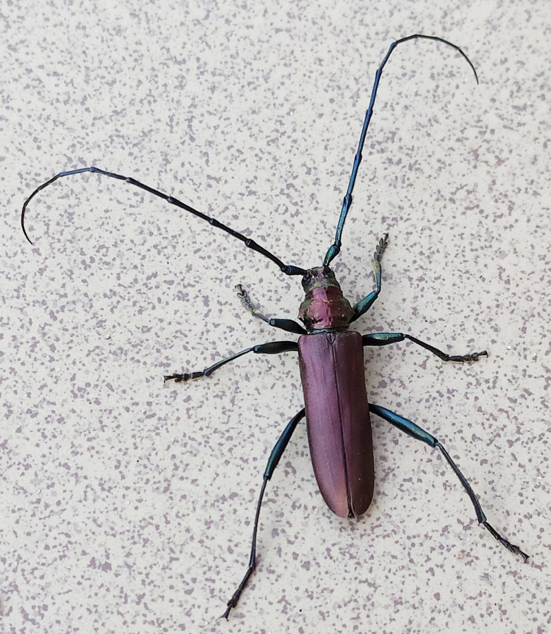Жук Meloe violaceus