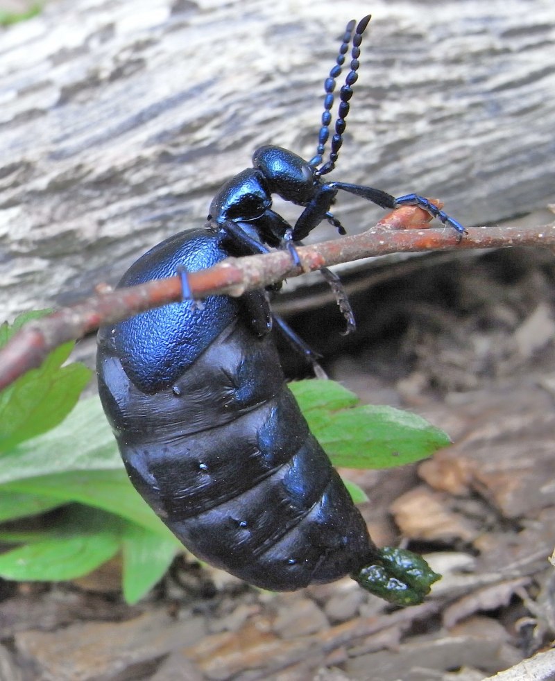 Азиатский усач Anoplophora glabripennis