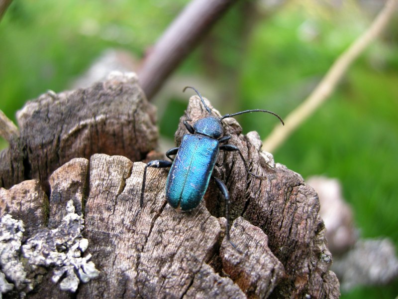 Усач фиолетовый (Callidium violaceum l.)