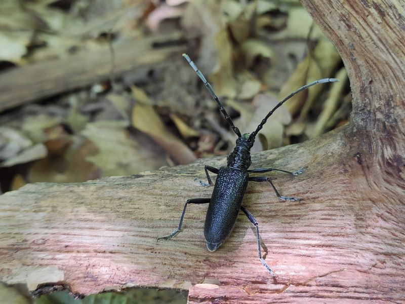 Усач мускусный Aromia moschata