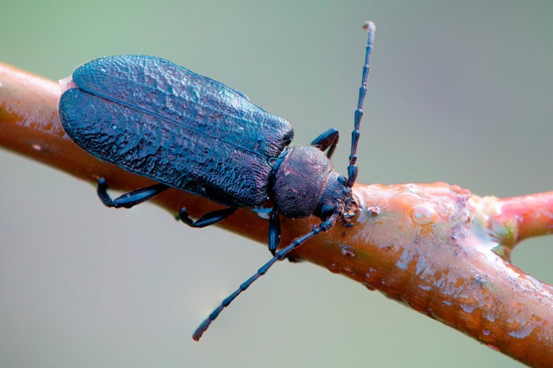 Усач Carilia virginea SSP. Aemula (Cerambycidae) .