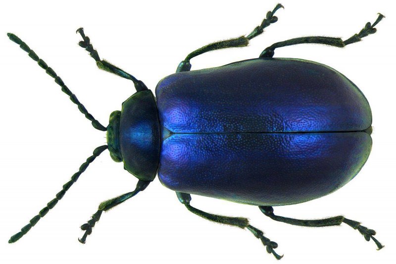 Альпийский усач (Rosalia Alpina)