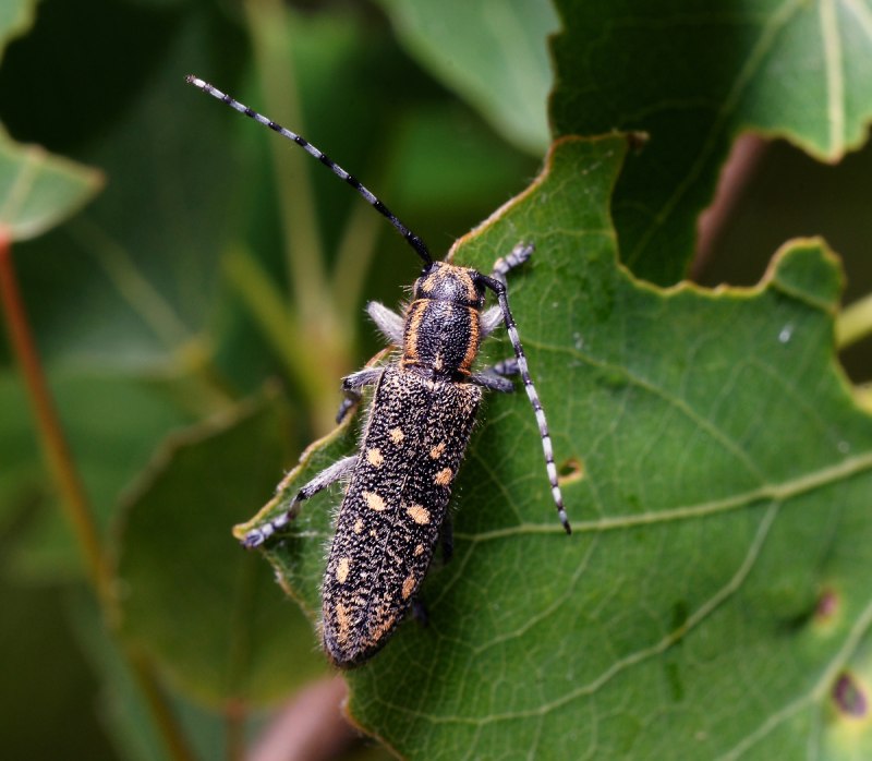 Aromia moschata
