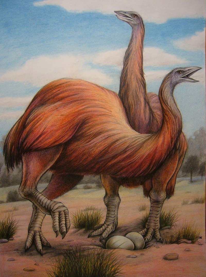 Эпиорнис Aepyornithidae