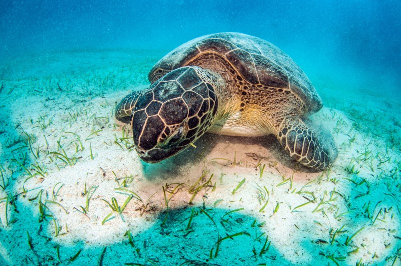 Регюнионская морская черепаха