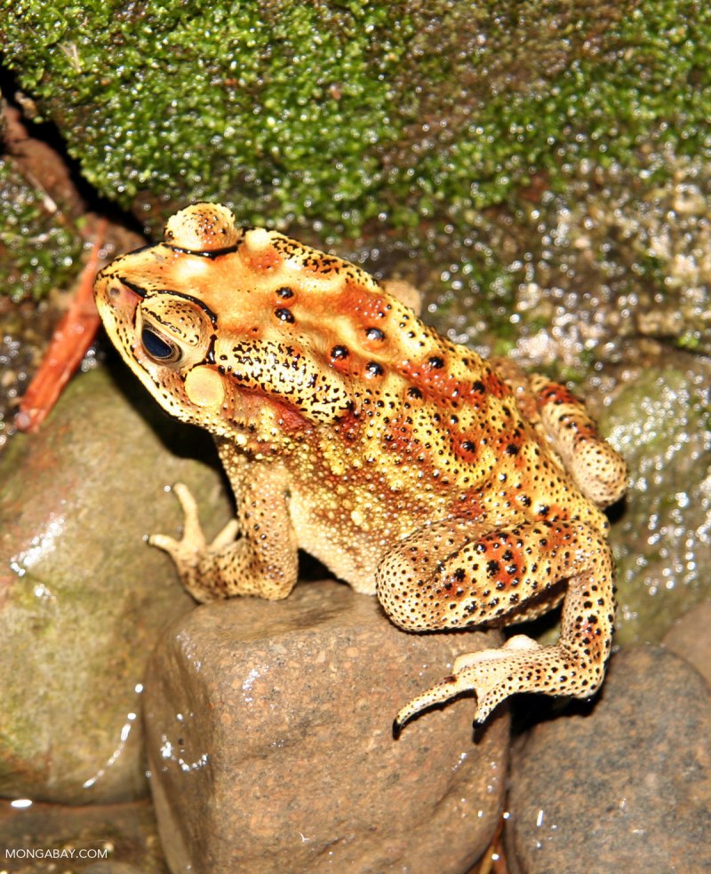 Бурая жаба Bufo guttata