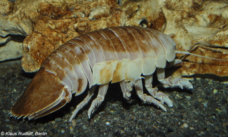 Гигантский морской изопод