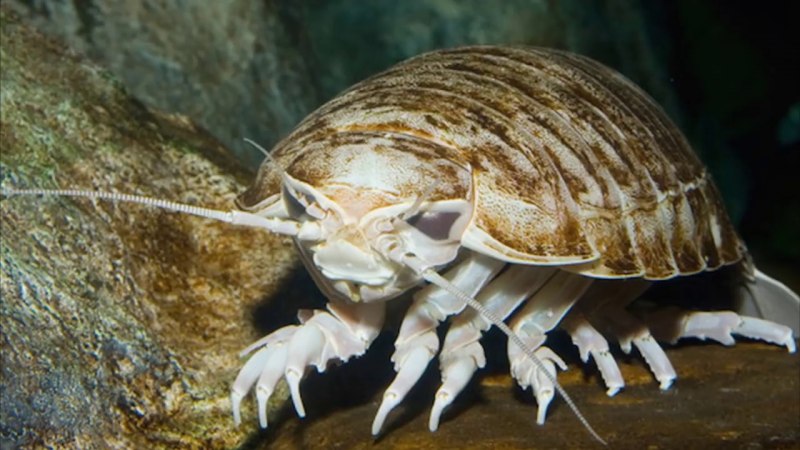 Мокрица-паразит Cymothoa exigua