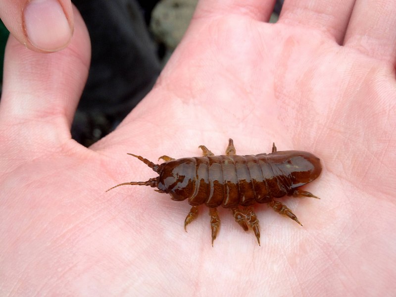 Mesidotea entomon