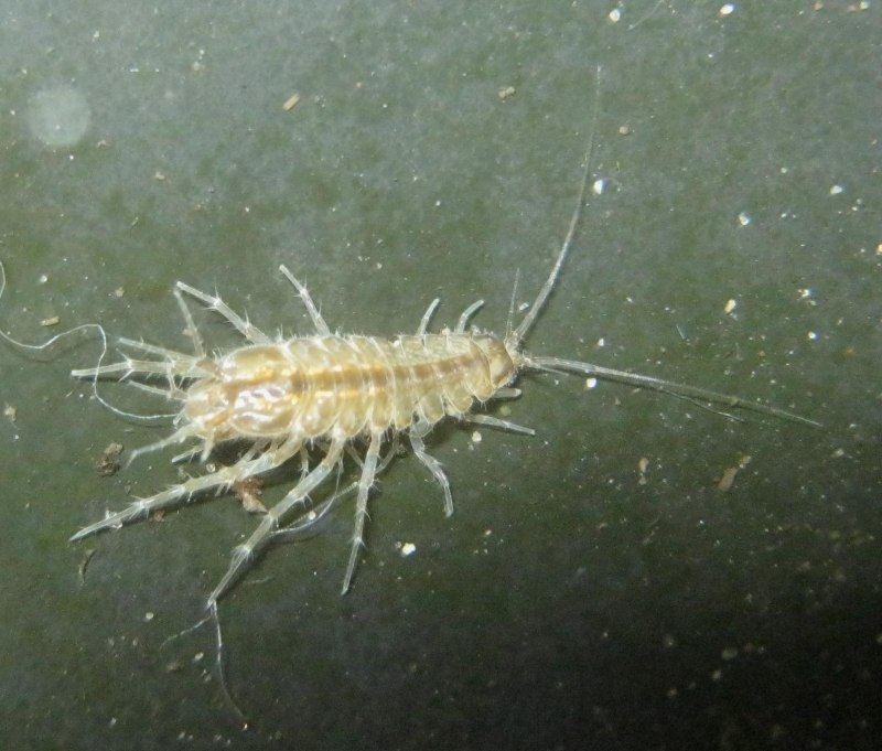 Oniscus Asellus
