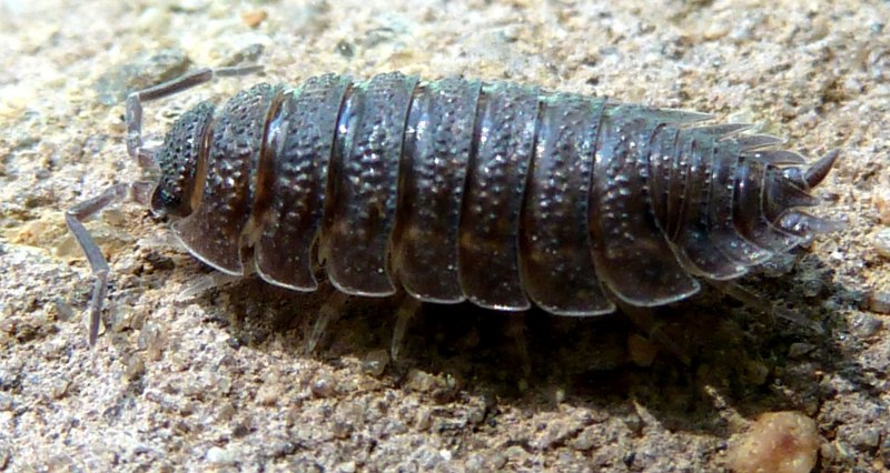 Porcellio obsoletus
