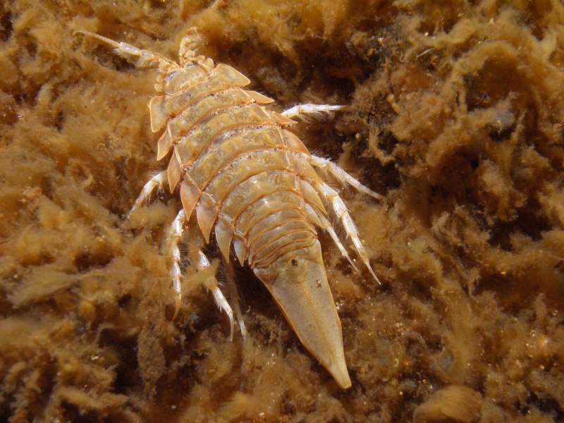 Asellus aquaticus водяная мокрица