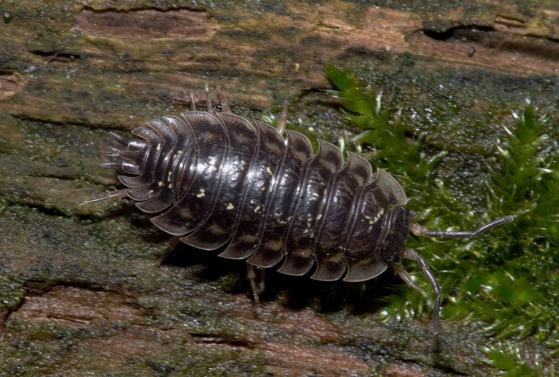 Oniscus Asellus