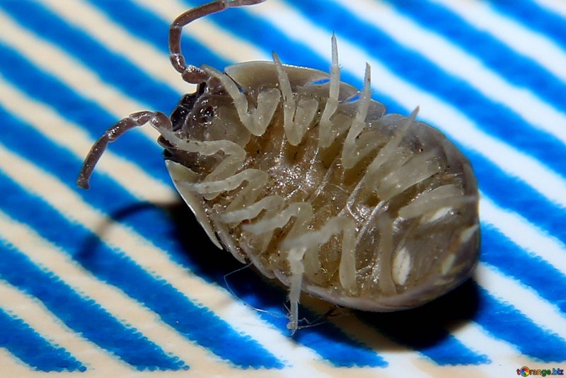 Isopoda строение