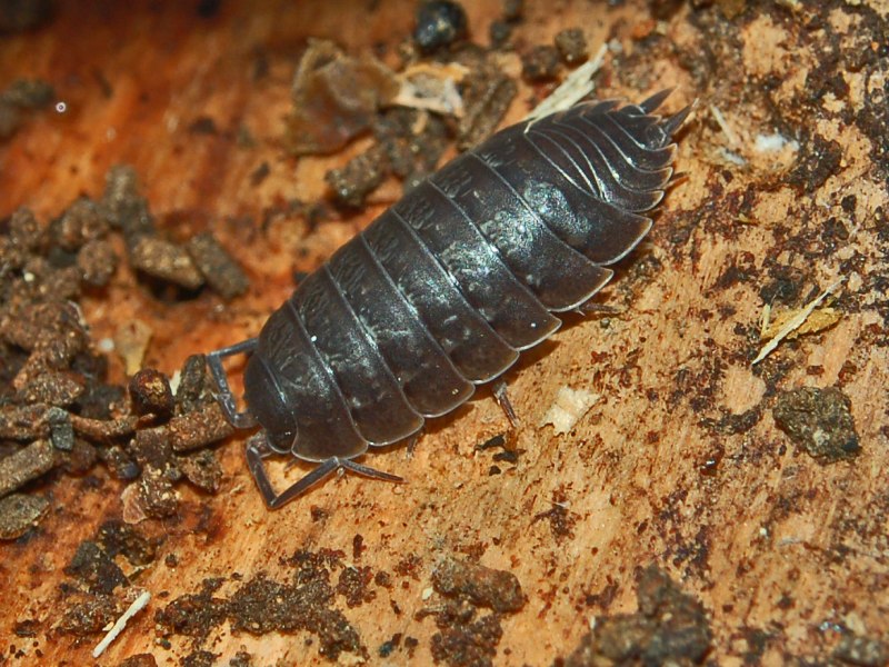 Saduria entomon