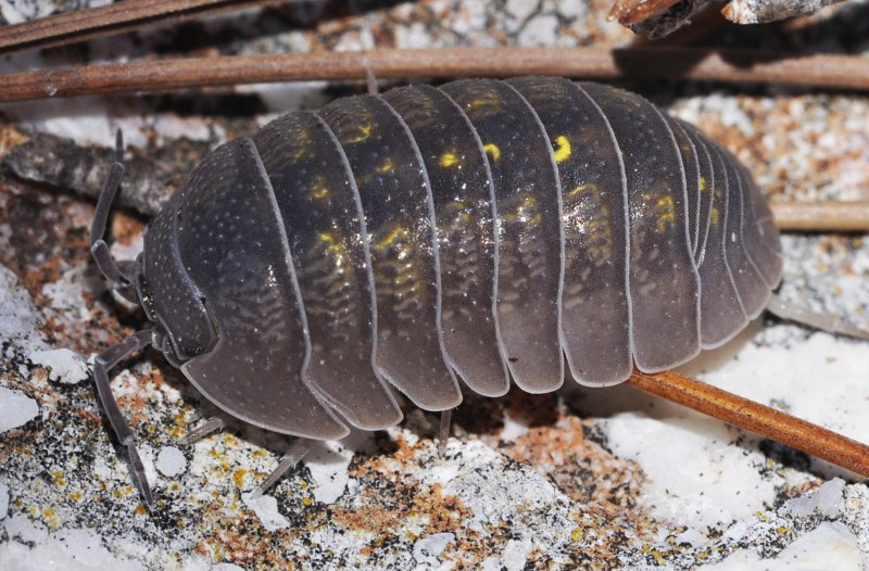 Мокрица-паразит Cymothoa exigua