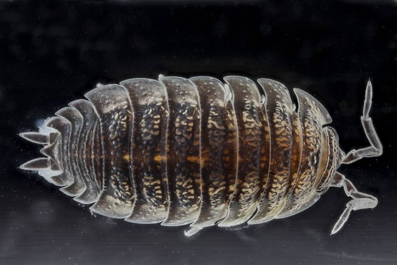Мокрицы Armadillidium vulgare