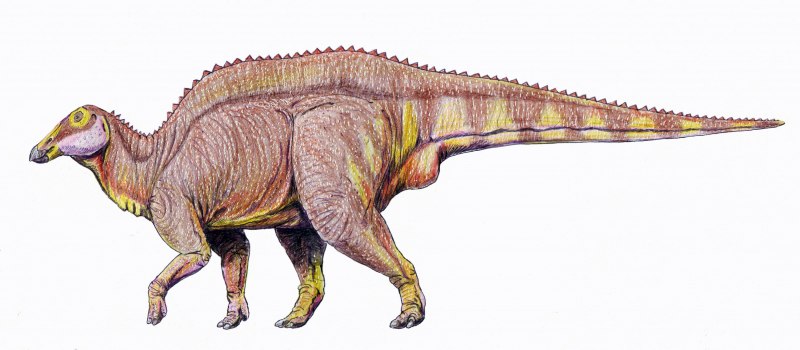 Leaellynasaura amicagraphica