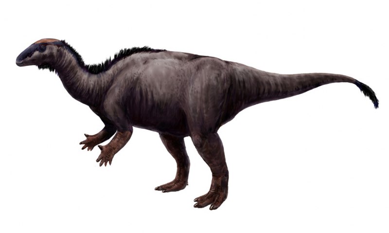 Ouranosaurus nigeriensis