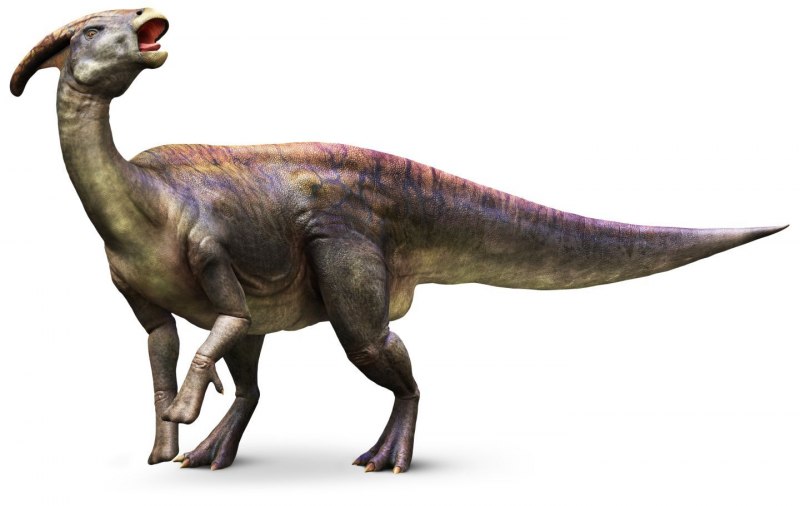 Arkharavia heterocoelica