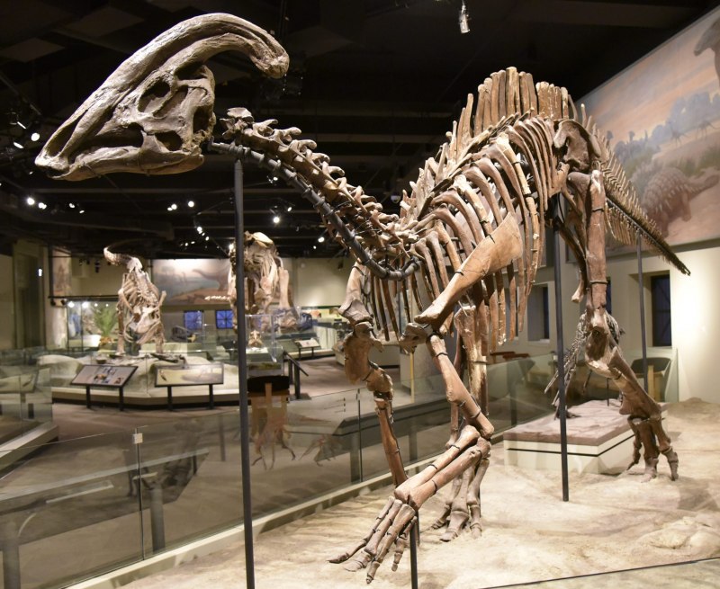 Daurosaurus olovus