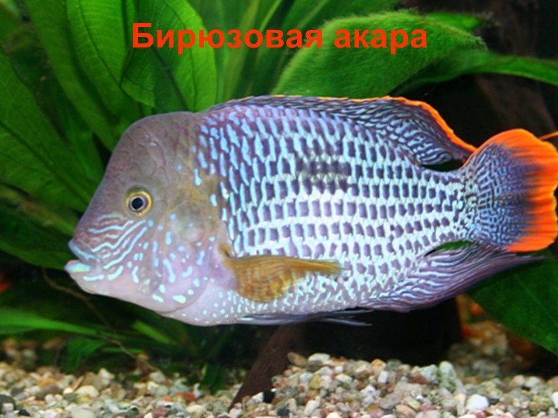 Наннакара Зебра