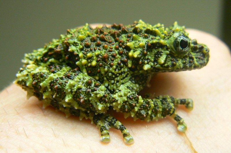 Theloderma corticale мшистая лягушка