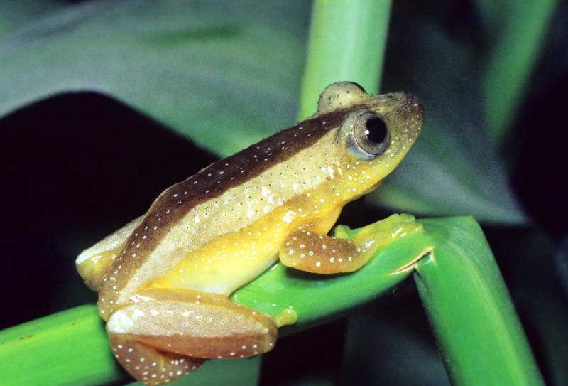 Rhacophorus nigropalmatus