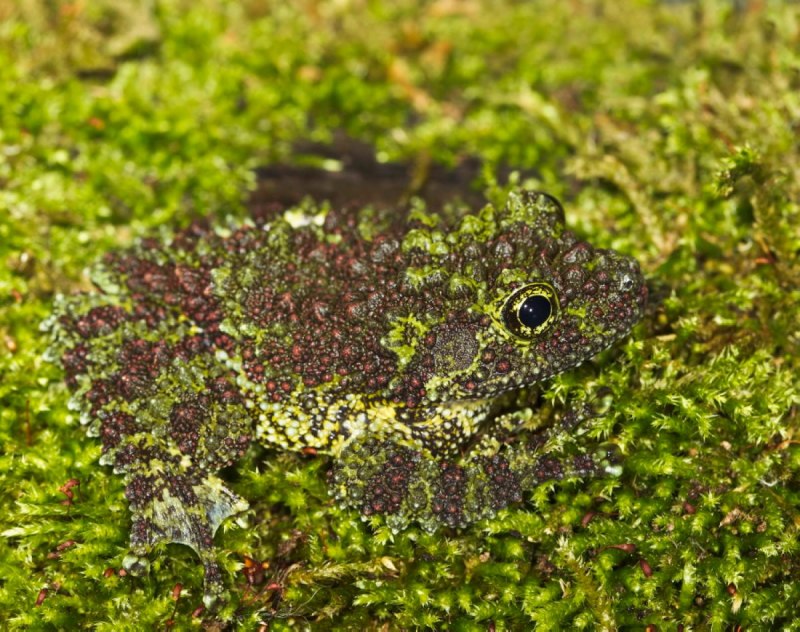 Лишаистый веслоног (Theloderma corticale)
