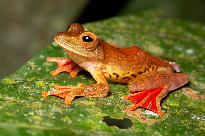 Ужасный листолаз (phyllobates terribilis)