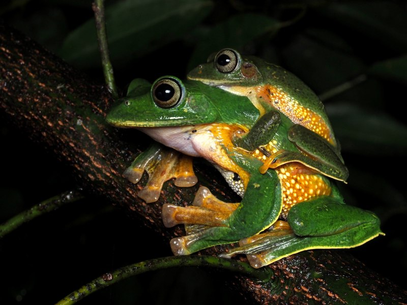 Жаба зелёная – Bufo viridis (Laurenti, 1768)