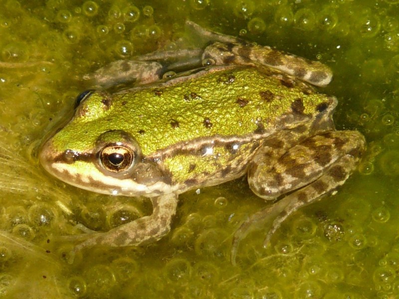 Anaxyrus americanus