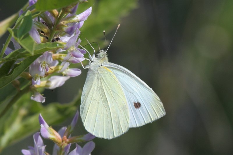 Желтушка Луговая COLIAS hyale