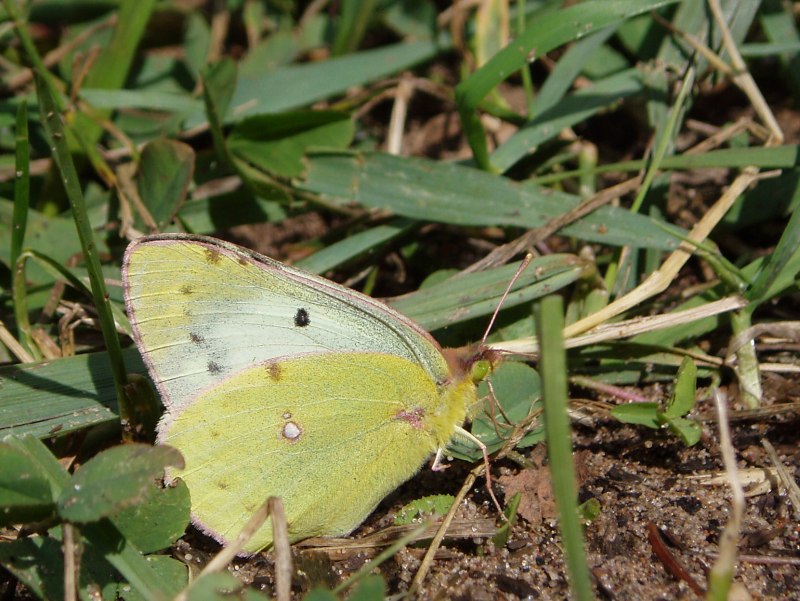 Pieris brassicae jinsiy Sikl