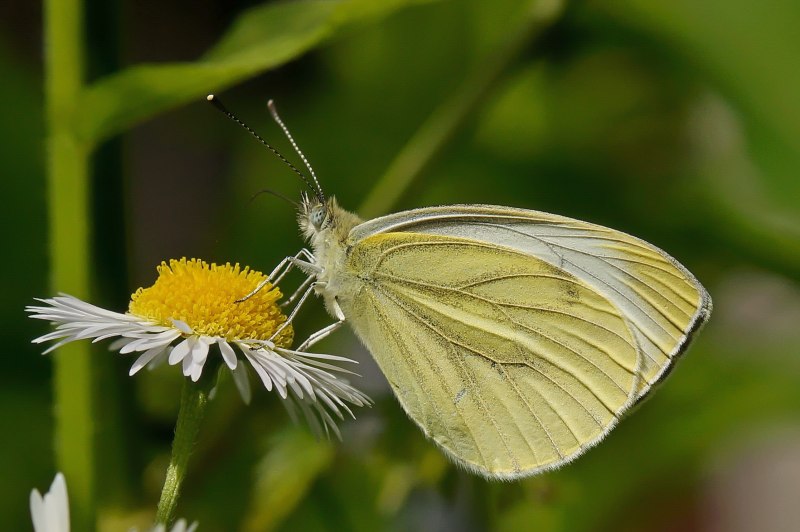 Pieris brassicae