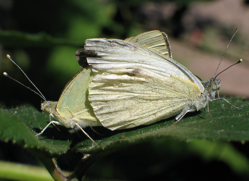 Pieris brassicae l