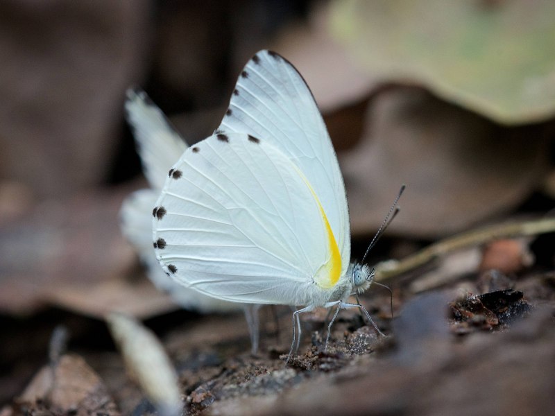 Белянка брюквенная Pieris napi