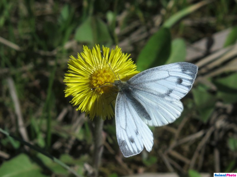 Pieris brassicae