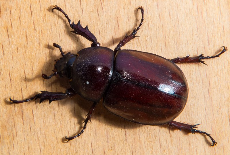 Amphimallon solstitialis