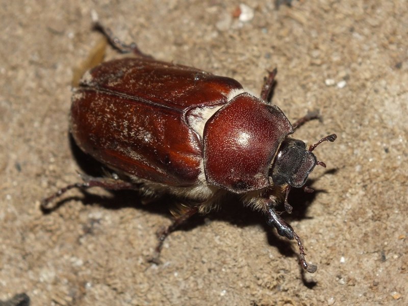 Oryctes nasicornis Polonicus