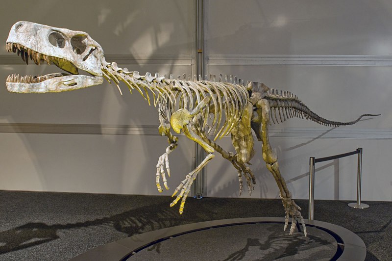 Herrerasaurus скелет