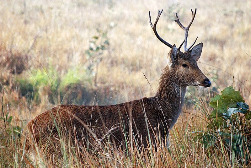 Олень-Лира (Cervus eldii)