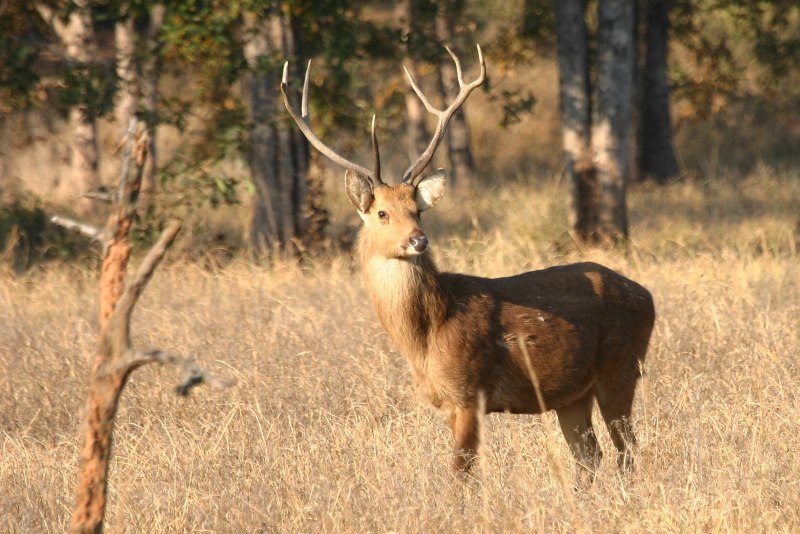 Cervus duvaucelii)